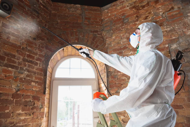 Why You Should Choose Our Mold Remediation Services in Industry, PA